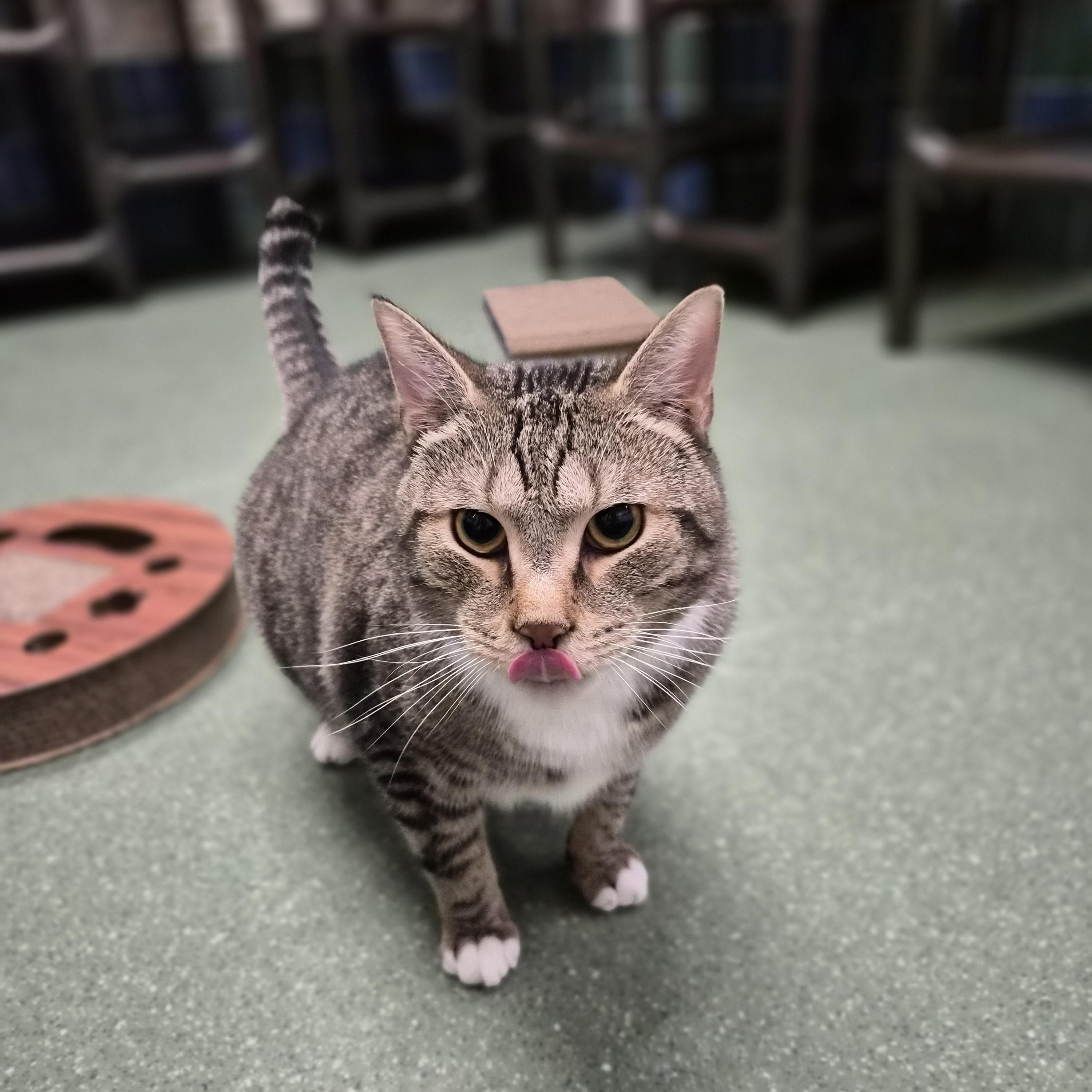 Rocket, a ADOPTABLE Domestic Short Hair in Cornelius, NC image 3/5