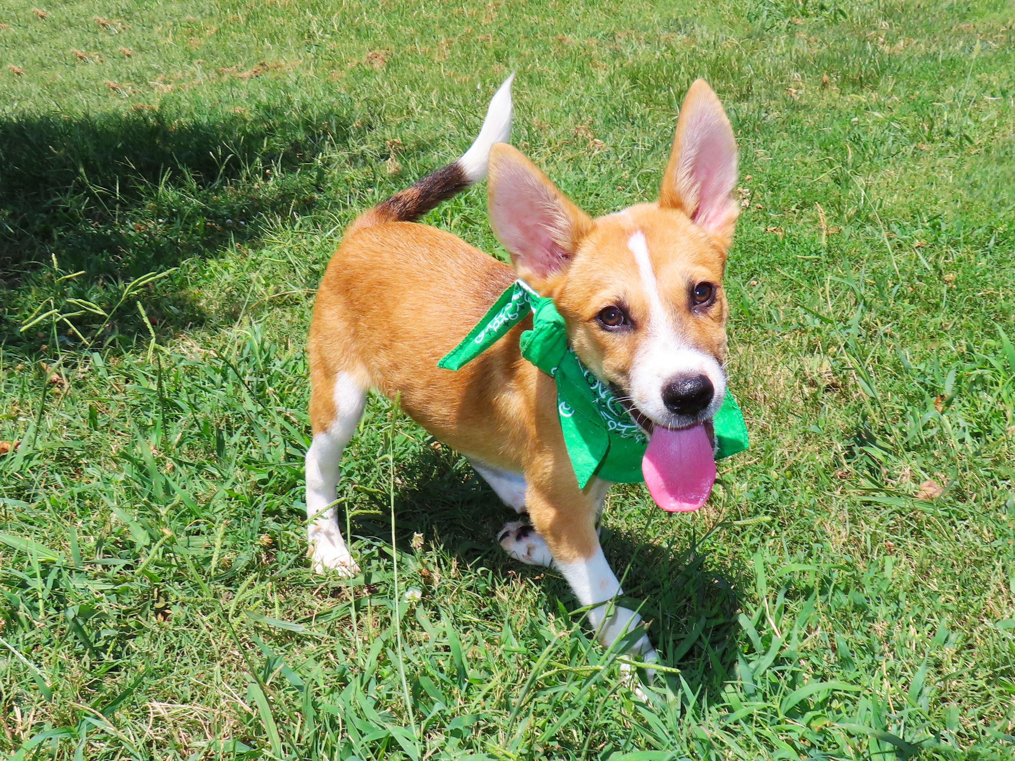 Enlarge Bert 26C-180B, a Adopted mixed breed in Rogers, AR image 4/5