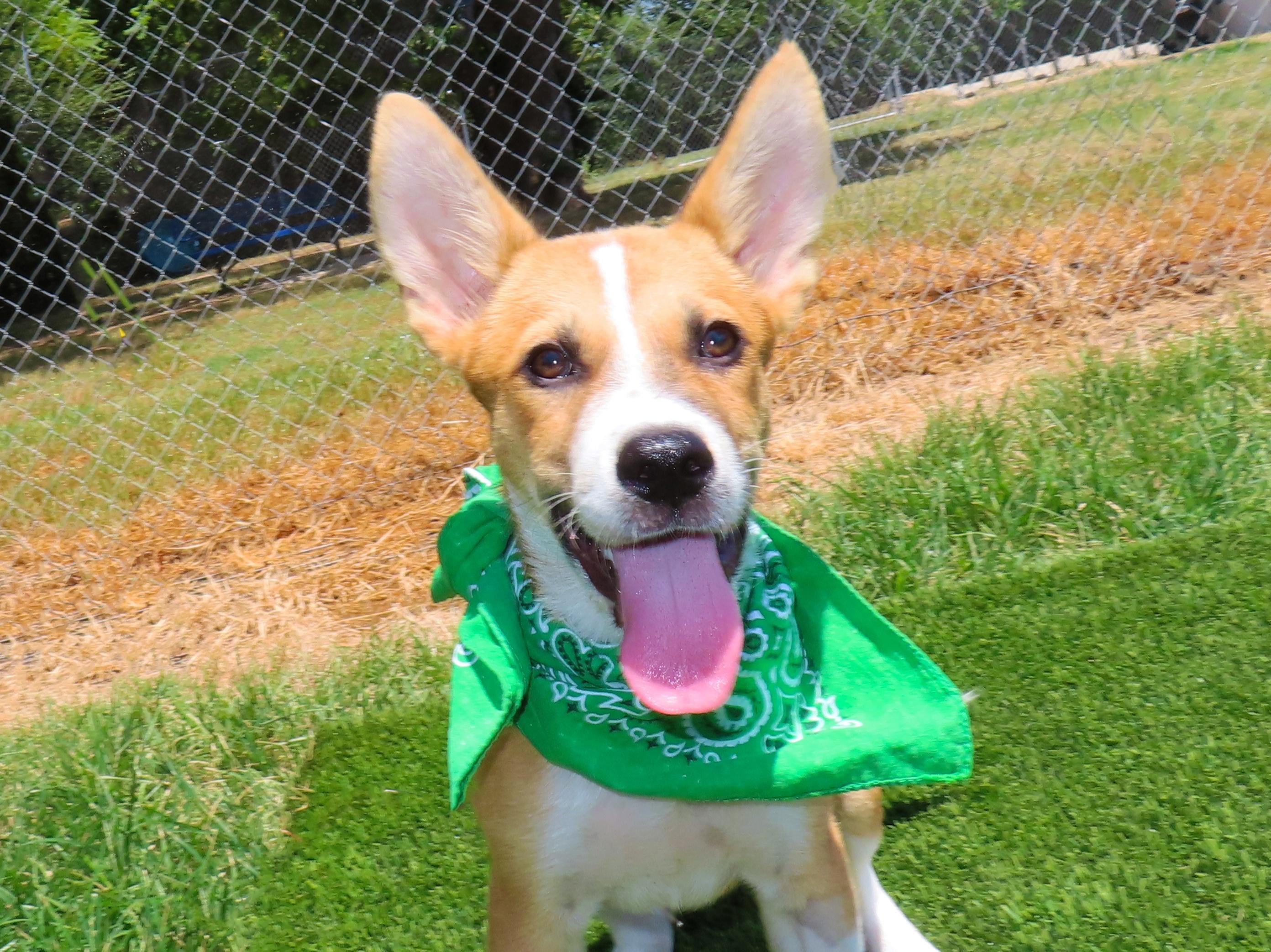 Enlarge Bert 26C-180B, a Adopted mixed breed in Rogers, AR image 1/5
