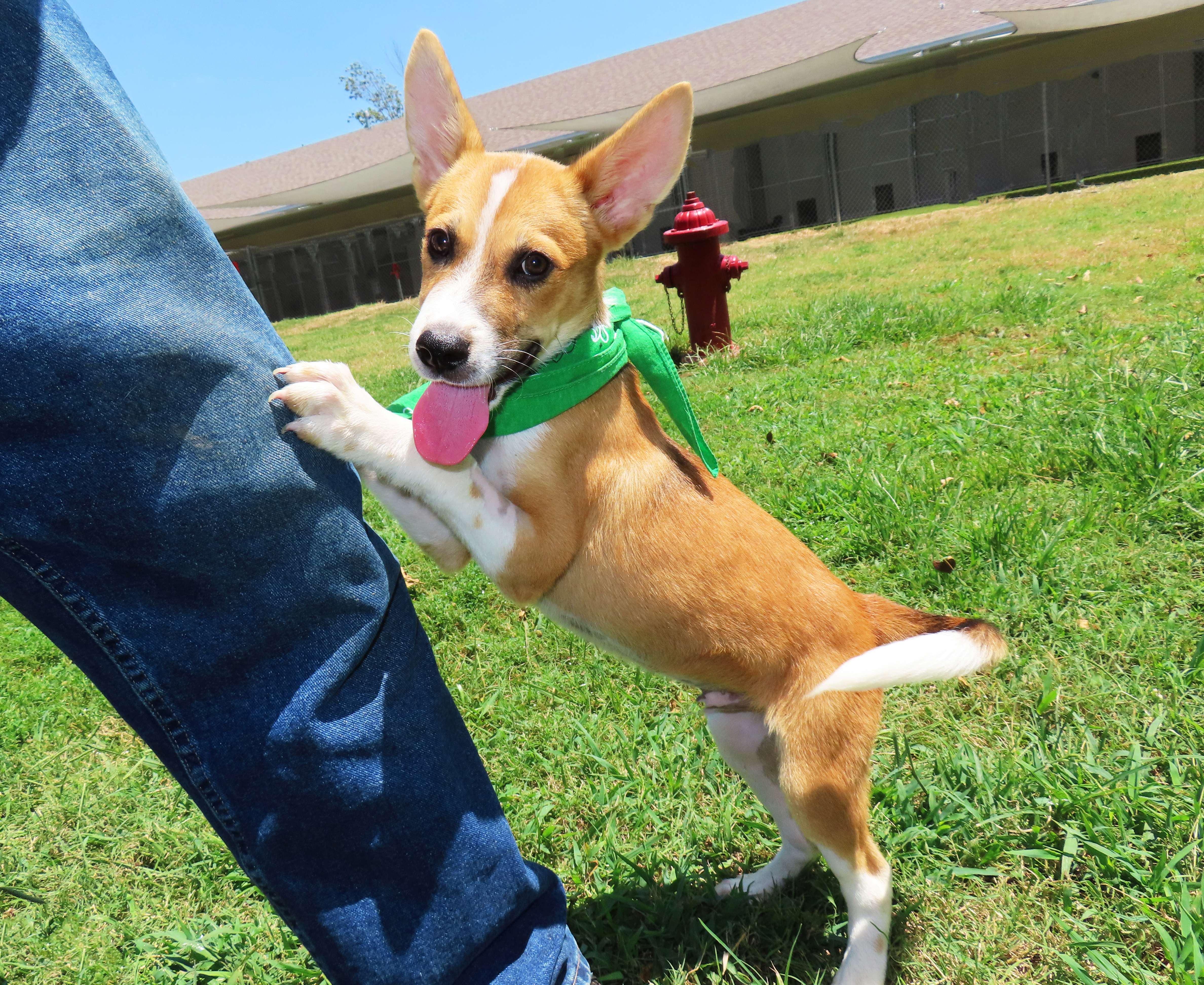 Enlarge Bert 26C-180B, a Adopted mixed breed in Rogers, AR image 2/5