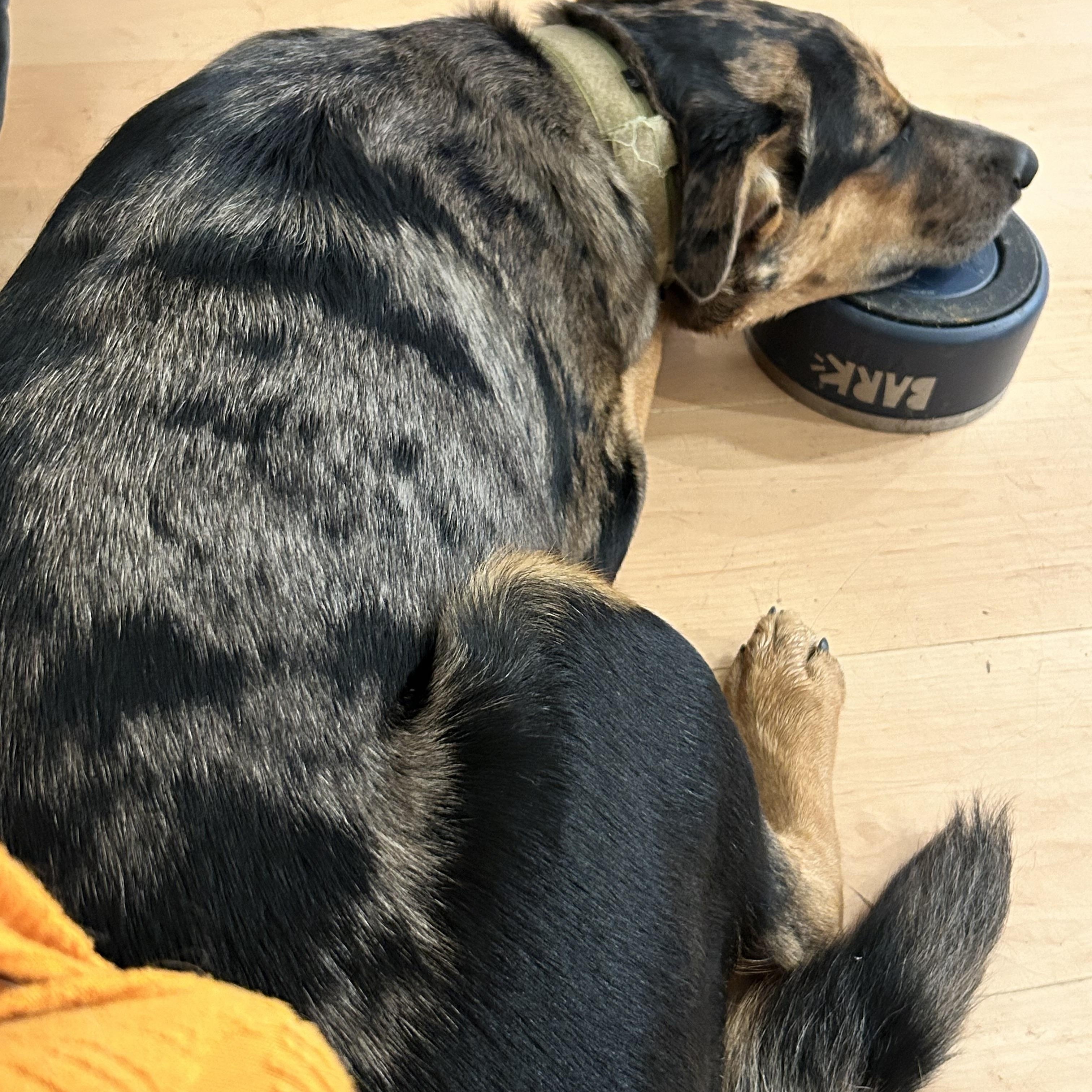 Enlarge Otto, a Adoptable mixed breed in Folkston, GA image 3/6