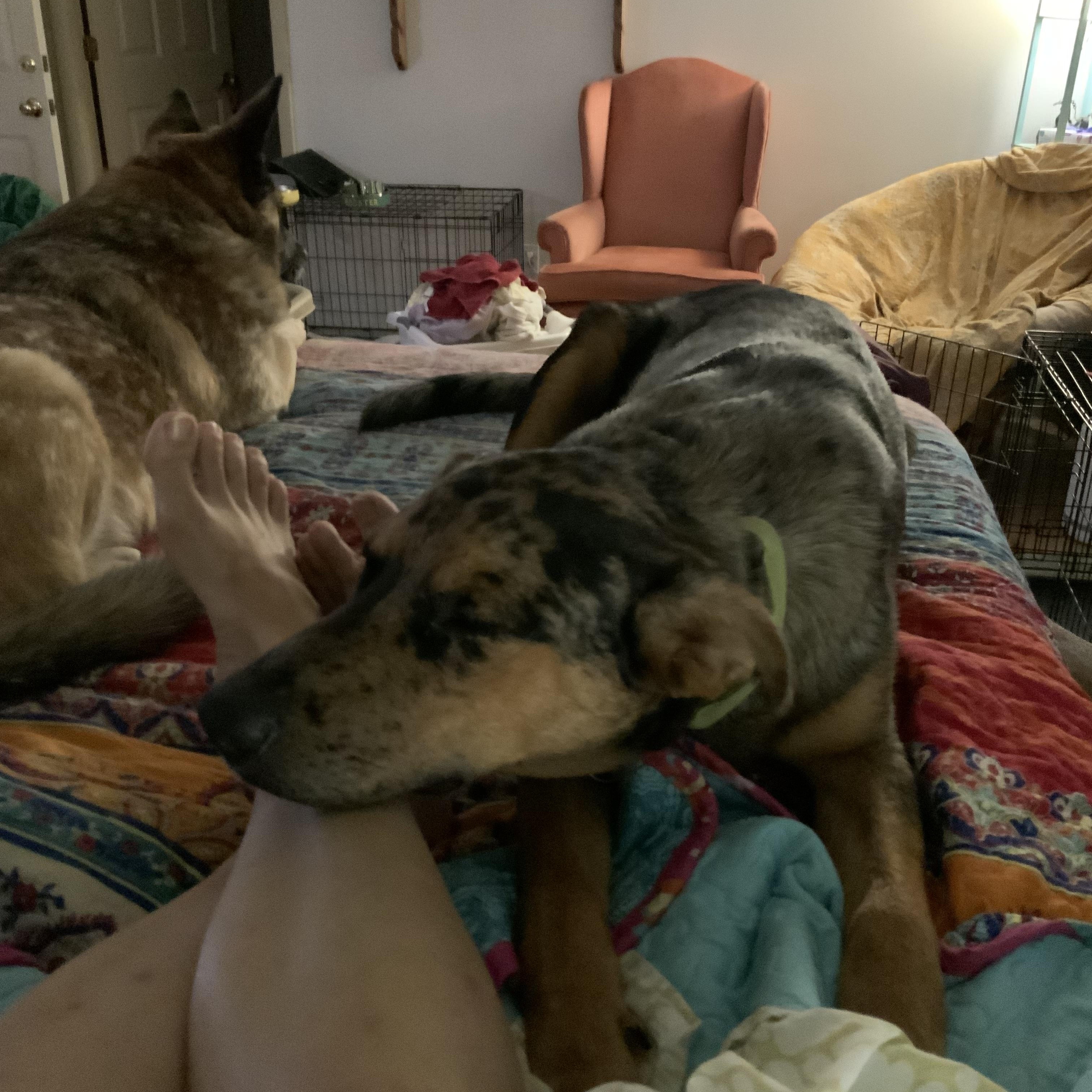 Enlarge Otto, a Adoptable mixed breed in Folkston, GA image 4/6