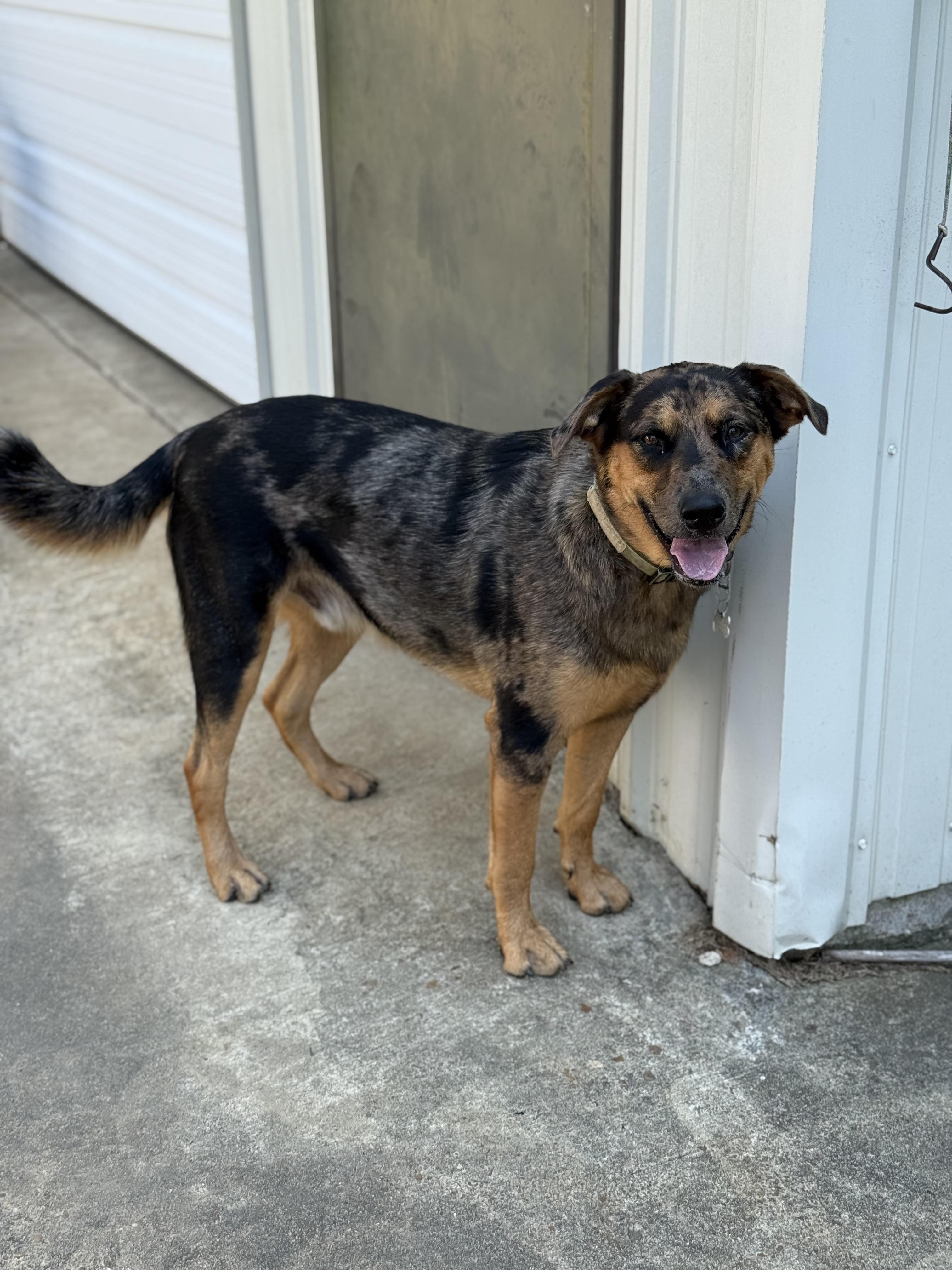 Enlarge Otto, a Adoptable mixed breed in Folkston, GA image 1/6