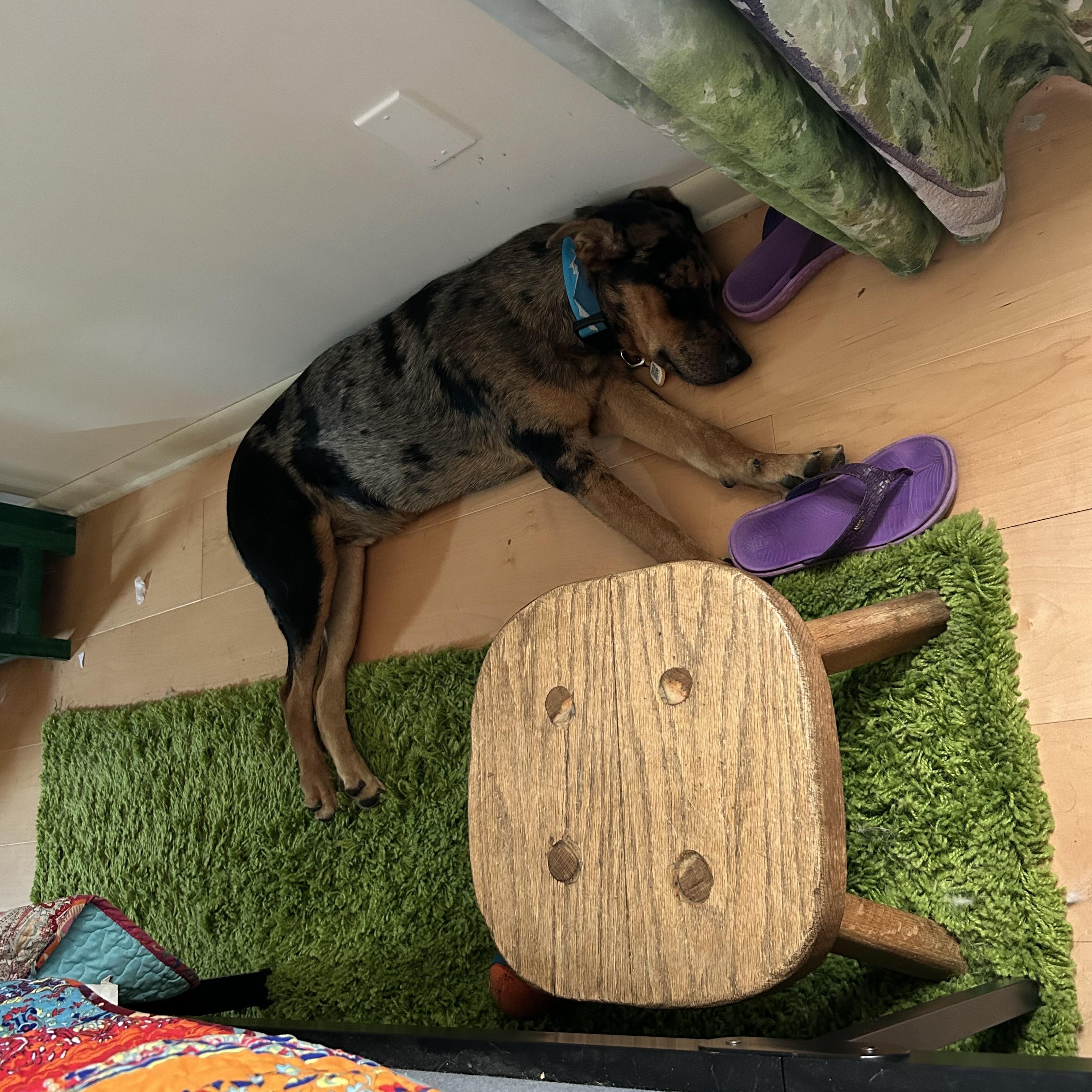 Enlarge Otto, a Adoptable mixed breed in Folkston, GA image 5/6