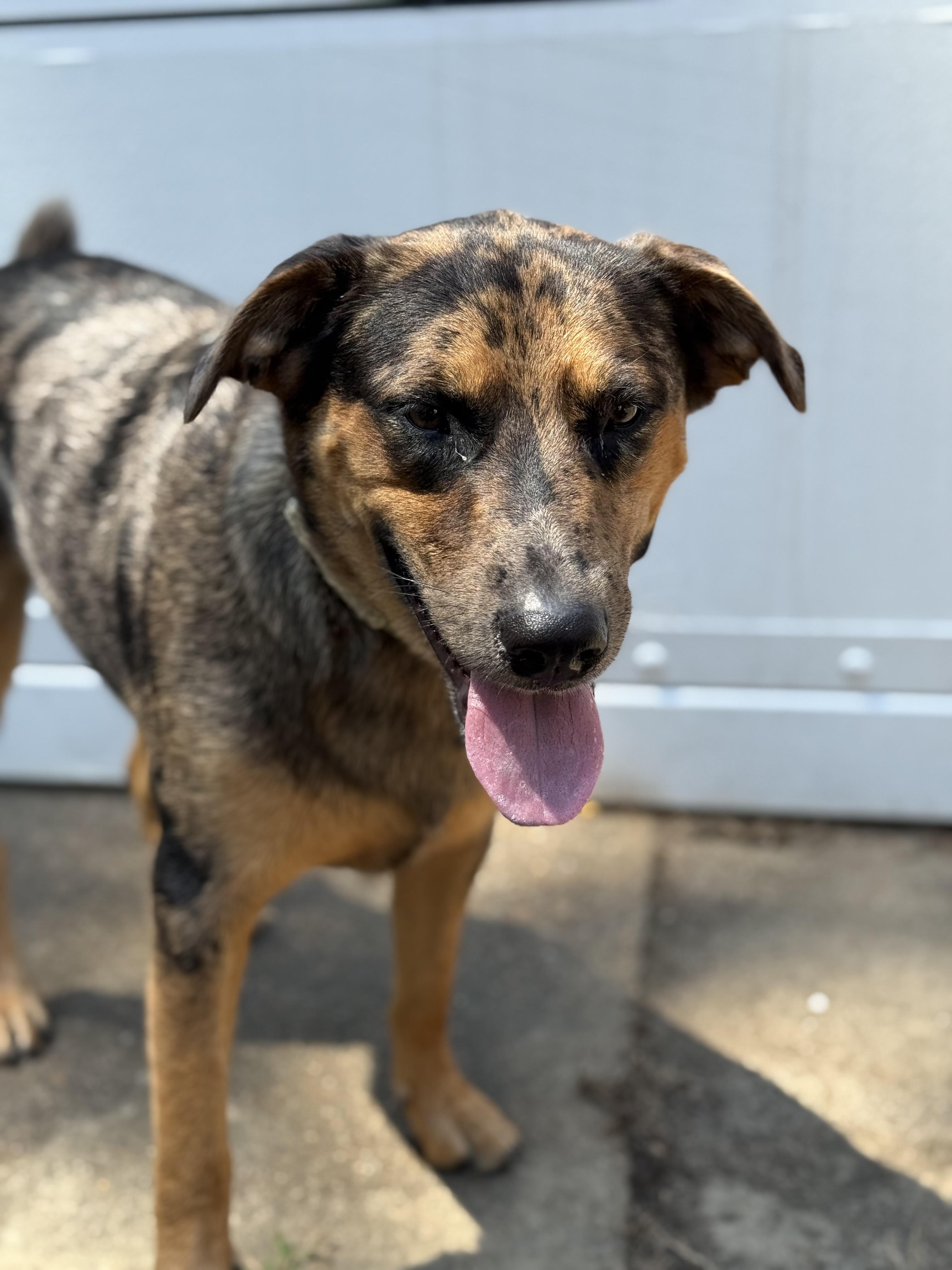 Enlarge Otto, a Adoptable mixed breed in Folkston, GA image 2/6