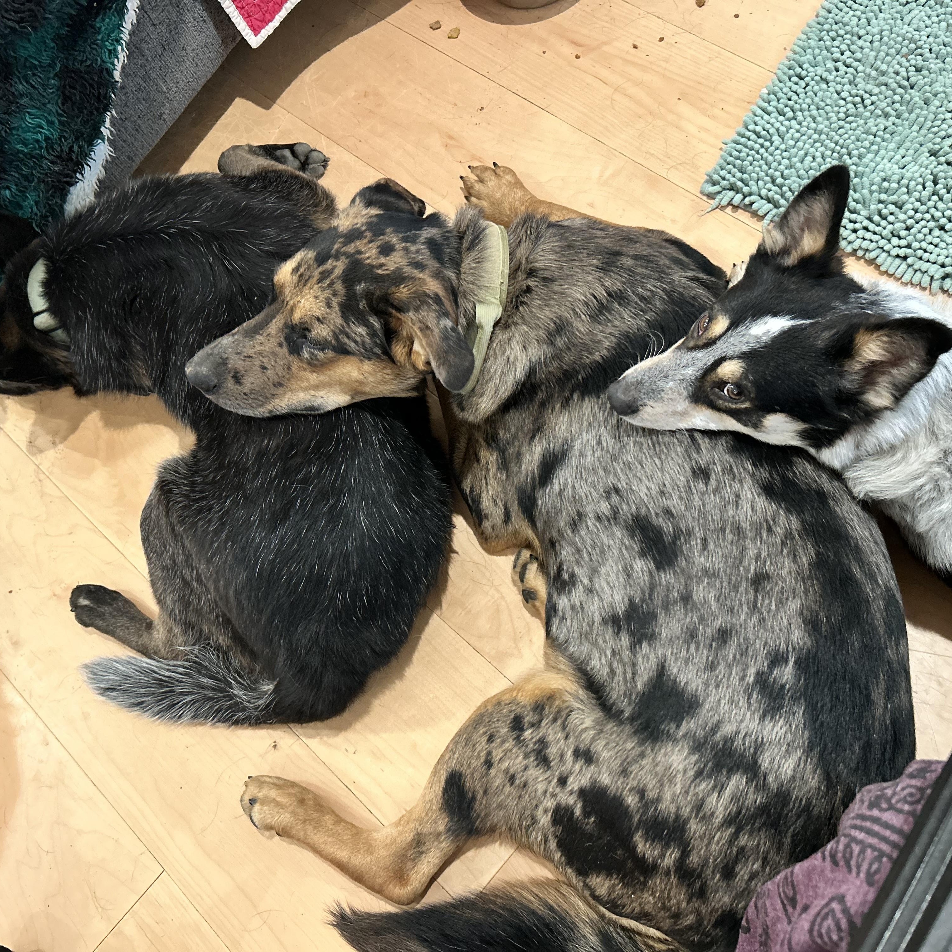 Enlarge Otto, a Adoptable mixed breed in Folkston, GA image 6/6