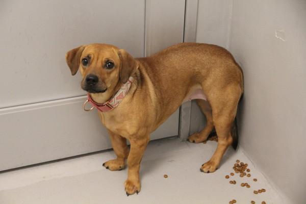 Enlarge Icey, a Adoptable mixed breed in Winnipeg, MB image 1/1