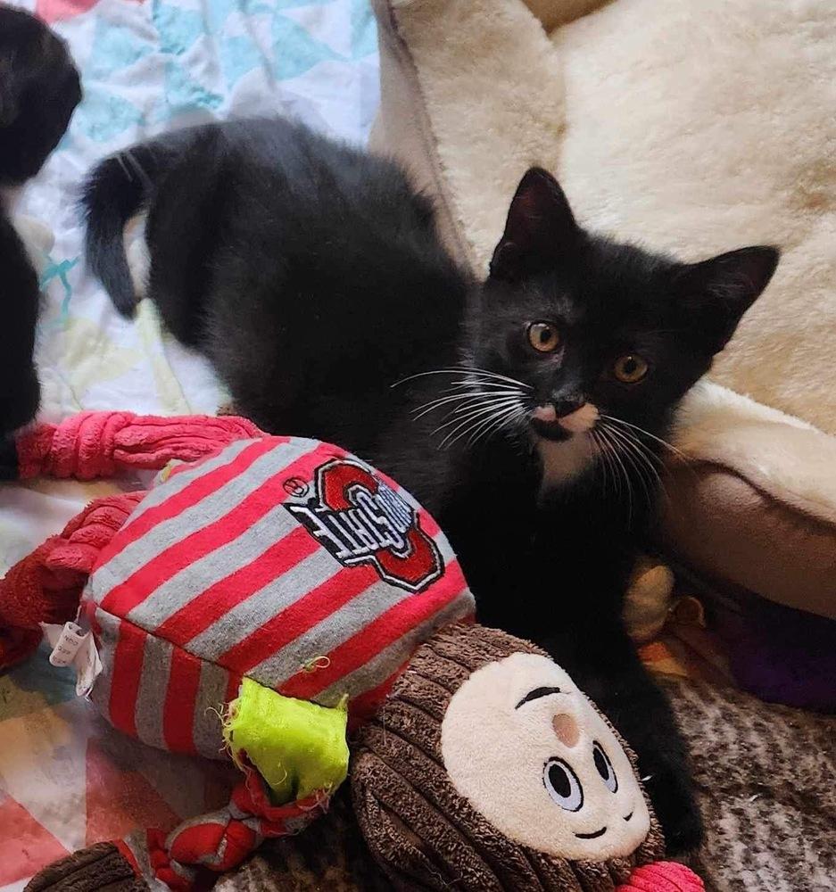 Petra, Adoptable, Kitten Female Domestic Medium Hair.