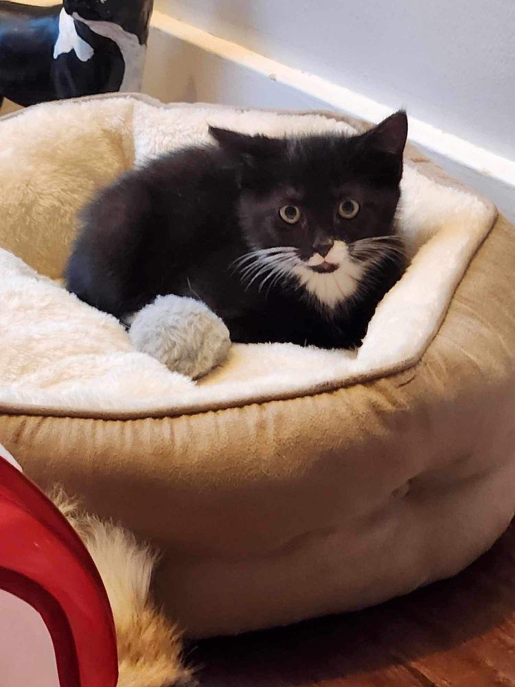 Enlarge Petra, a Adoptable mixed breed in levittown, NY image 3/5