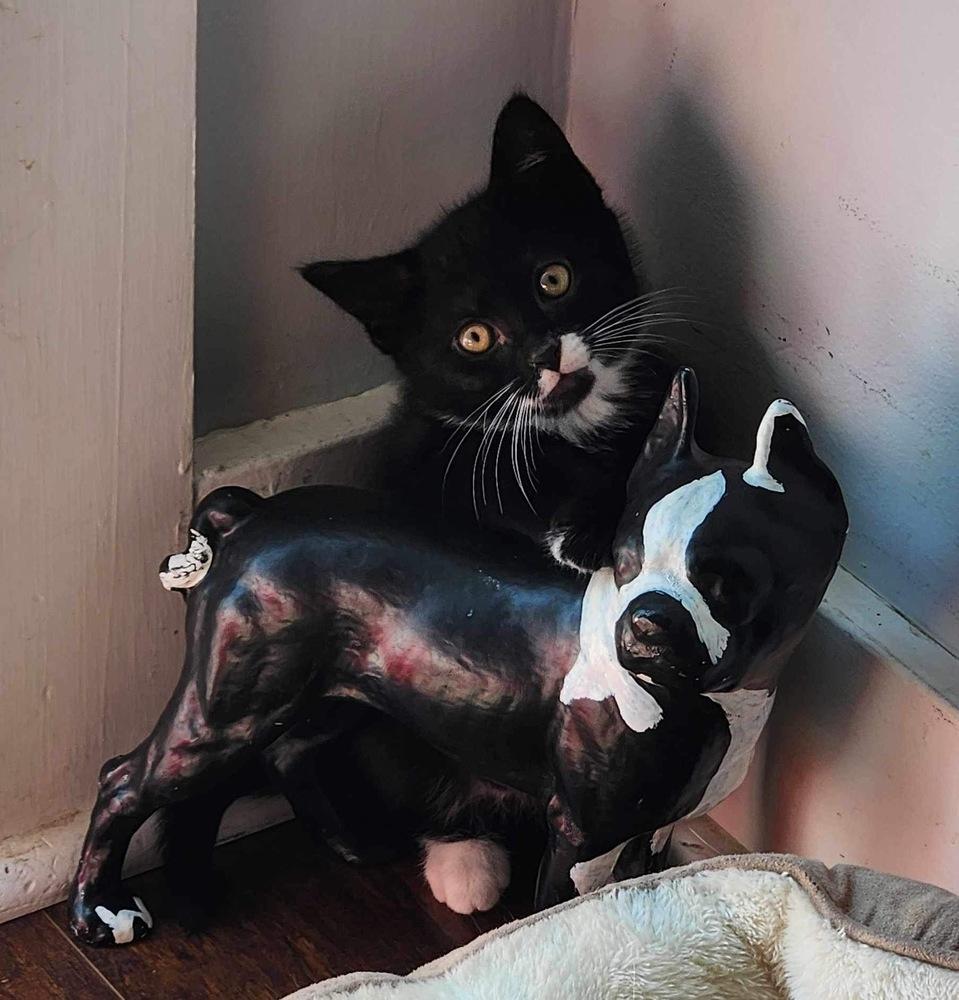 Enlarge Petra, a Adoptable mixed breed in levittown, NY image 4/5