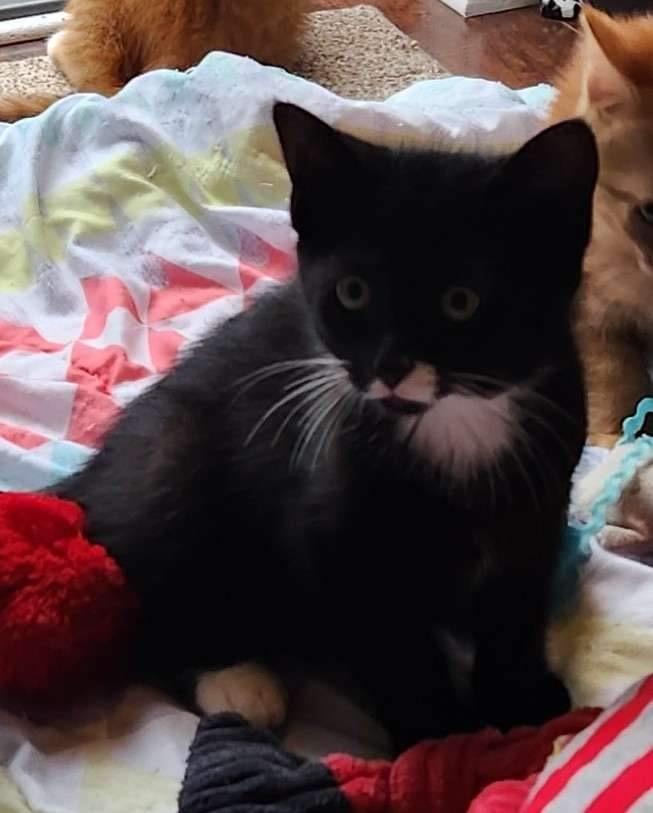 Enlarge Petra, a Adoptable mixed breed in levittown, NY image 5/5