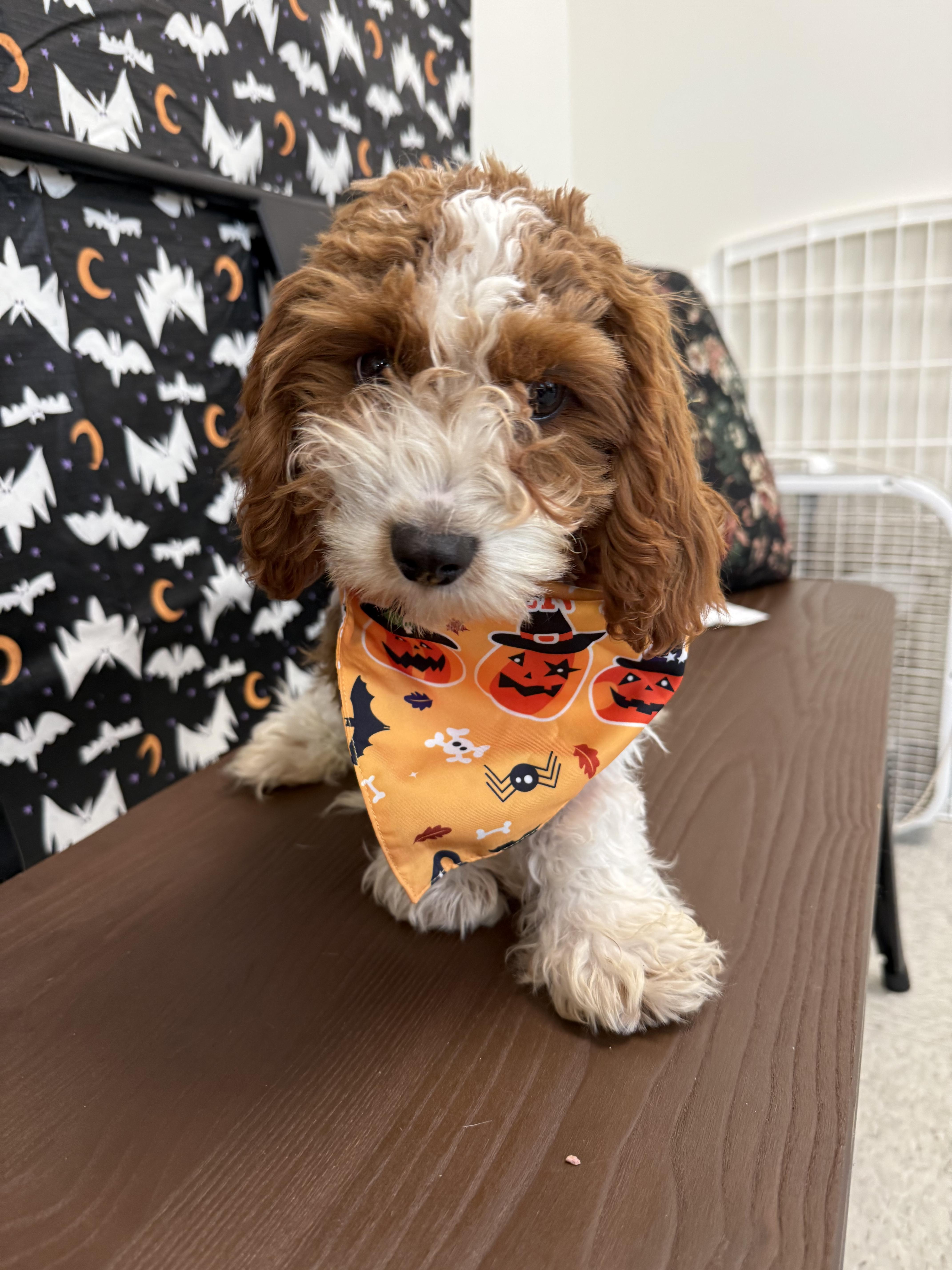 Bowie