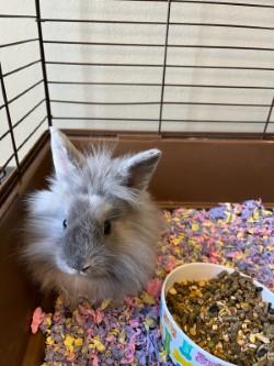 Enlarge Emelda, an adopted Lionhead in Murphy, TX image 1/2