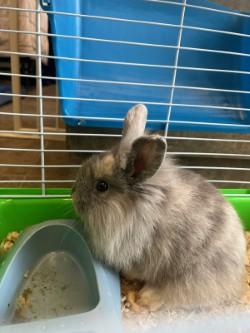 Enlarge Emelda, an adopted Lionhead in Murphy, TX image 2/2