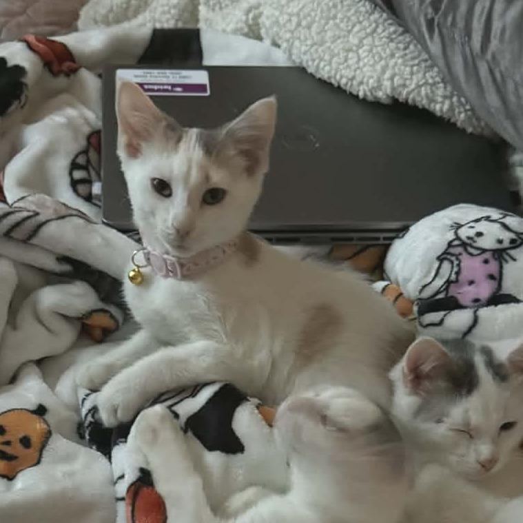 Bouquet, Adoptable, Kitten Female American Shorthair.