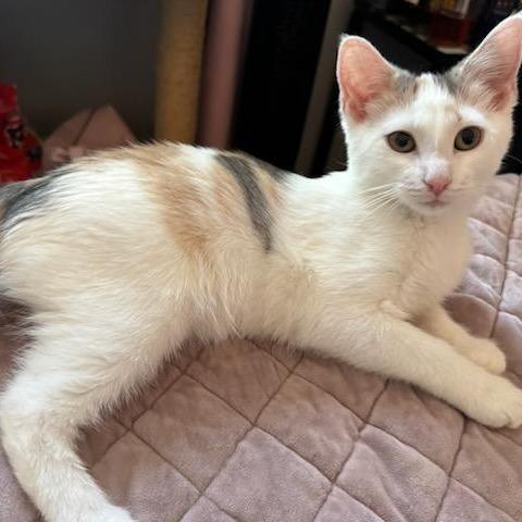 Enlarge Bouquet, a Adoptable American Shorthair in Pikesville, MD image 2/6