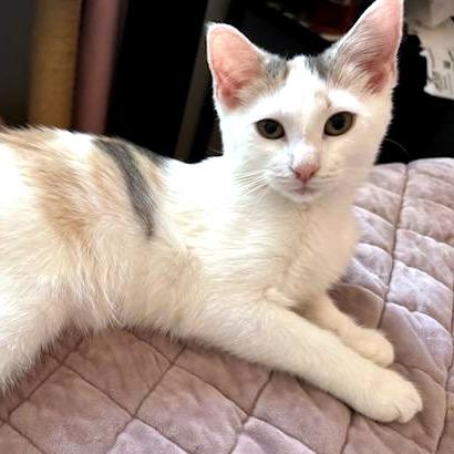 Enlarge Bouquet, a Adoptable American Shorthair in Pikesville, MD image 3/6
