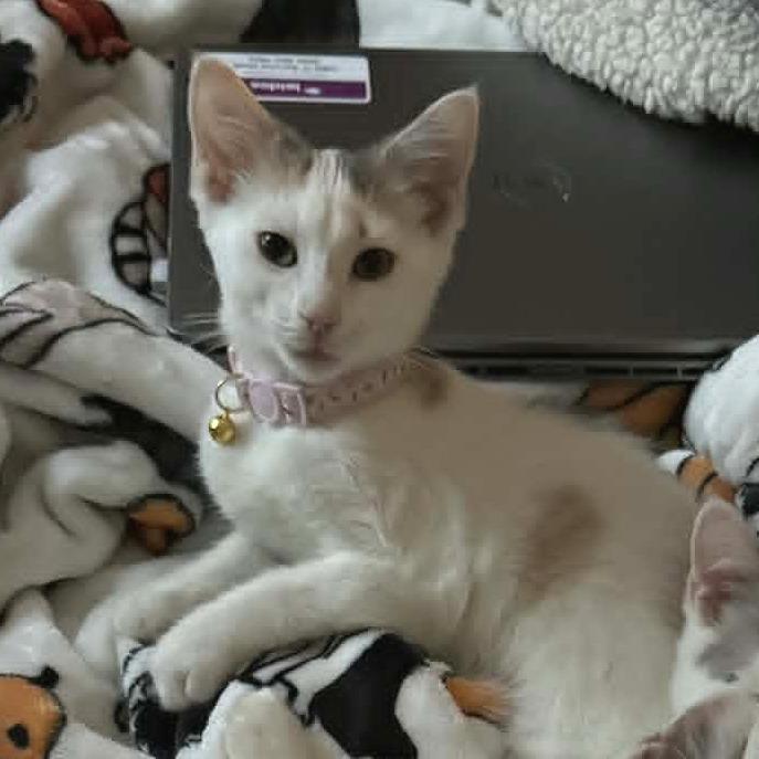 Enlarge Bouquet, a Adoptable American Shorthair in Pikesville, MD image 5/6