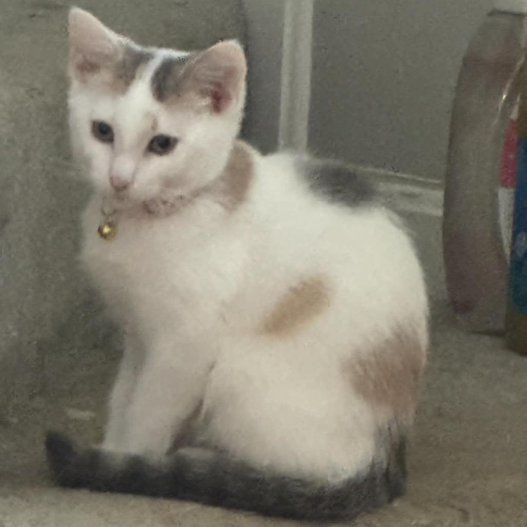 Enlarge Bouquet, a Adoptable American Shorthair in Pikesville, MD image 6/6