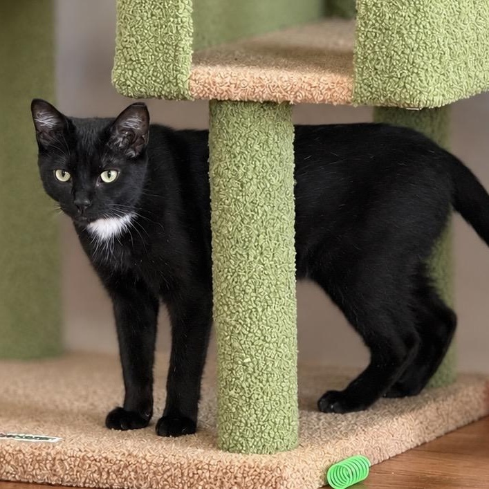 Linus, Adoptable, Young Male Domestic Short Hair.