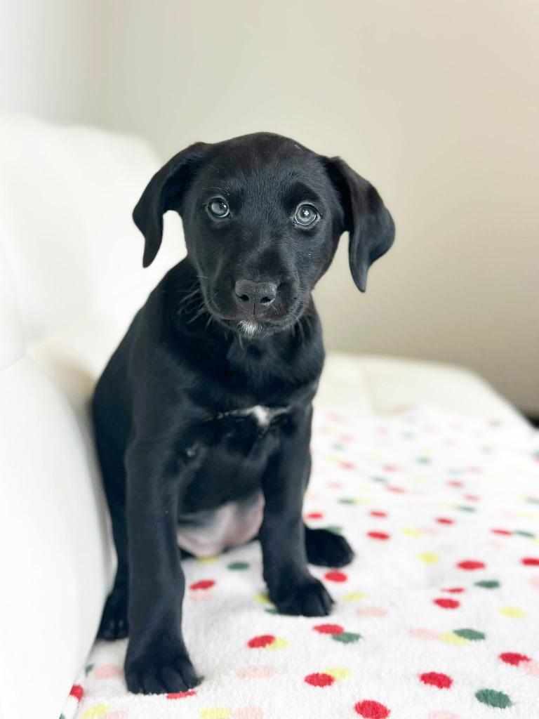 Cake Litter Carrot Cake thumbnail 2