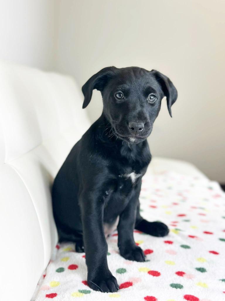 Cake Litter Carrot Cake thumbnail 4