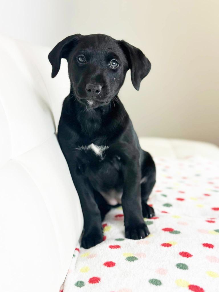 Cake Litter Carrot Cake thumbnail 5