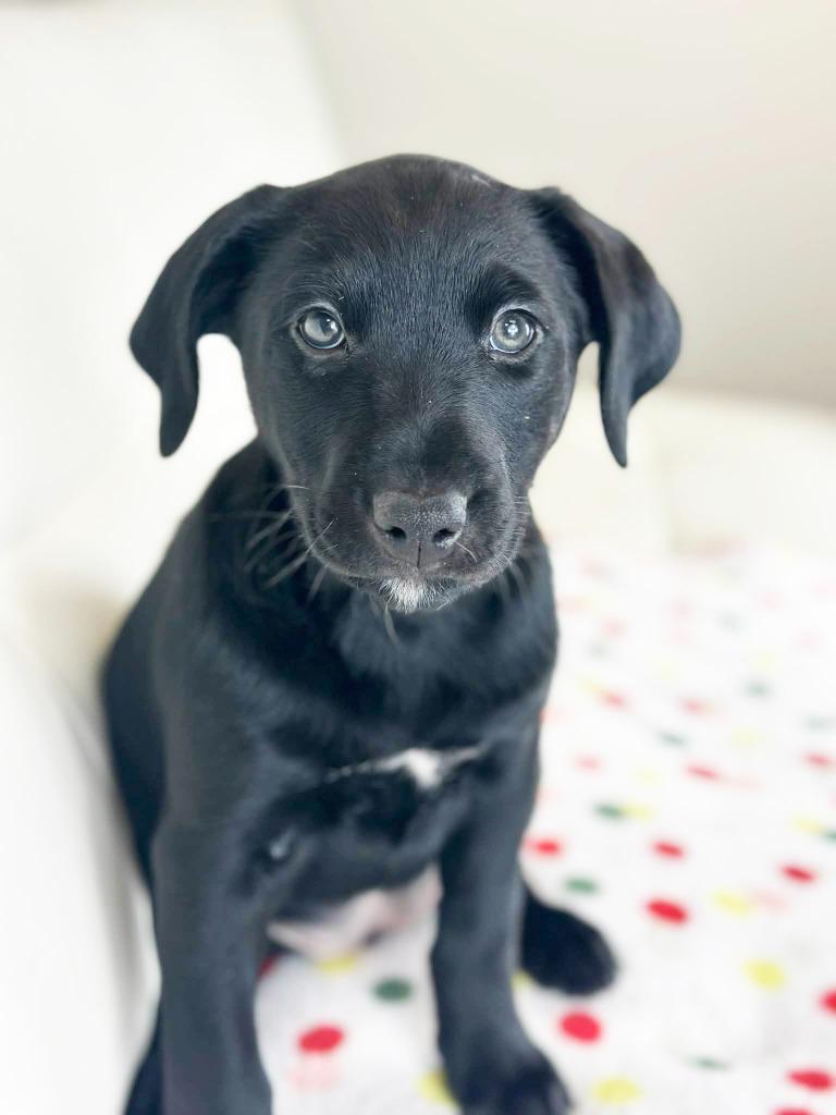 Cake Litter Carrot Cake thumbnail 6