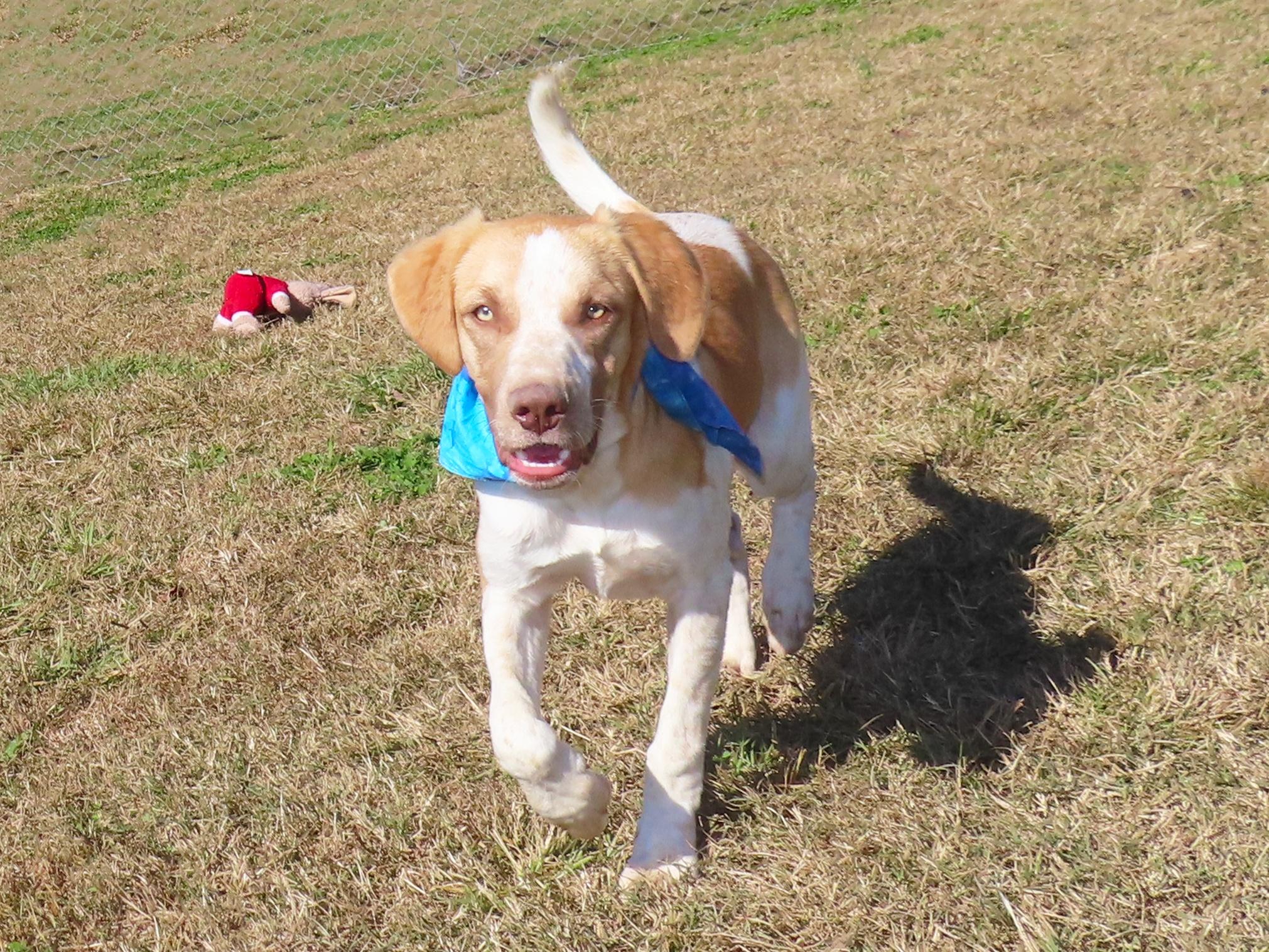 Brit 25C-279C, Adoptable, Young Male English Pointer.