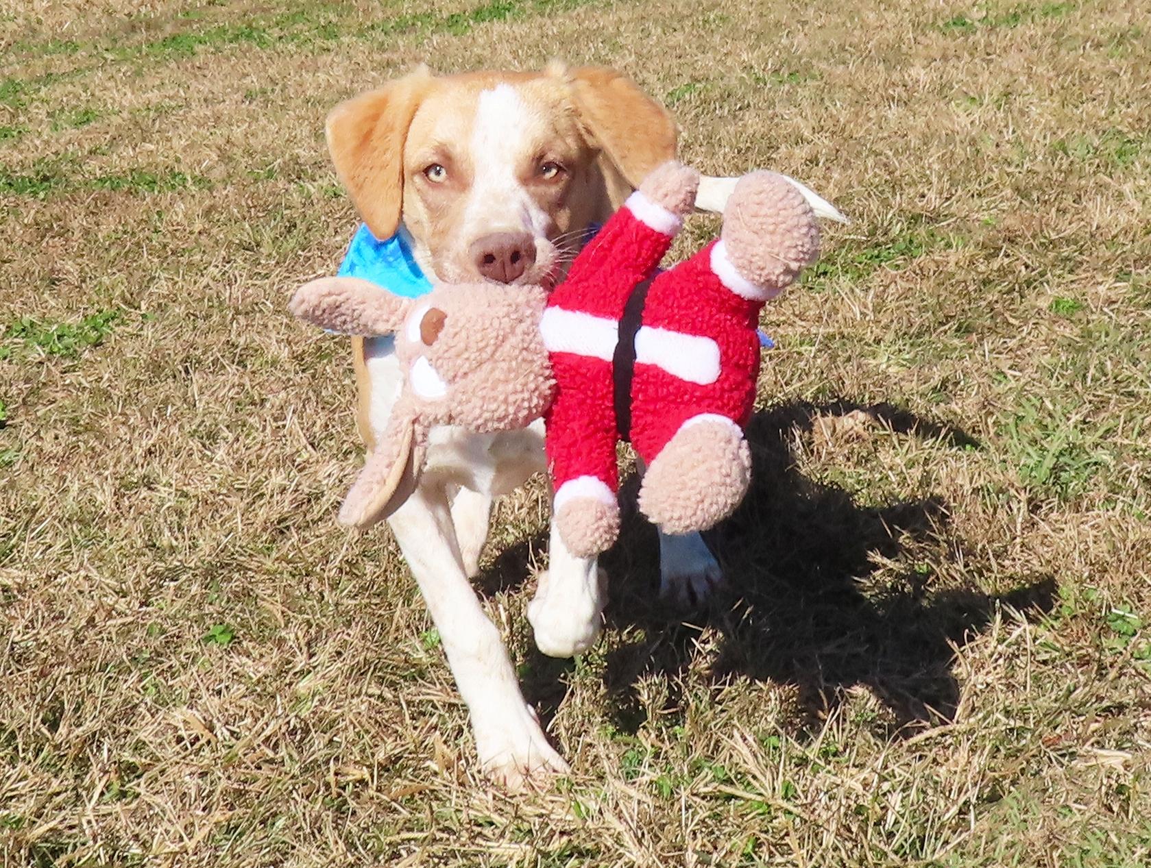 Brit  Cc thumbnail 3