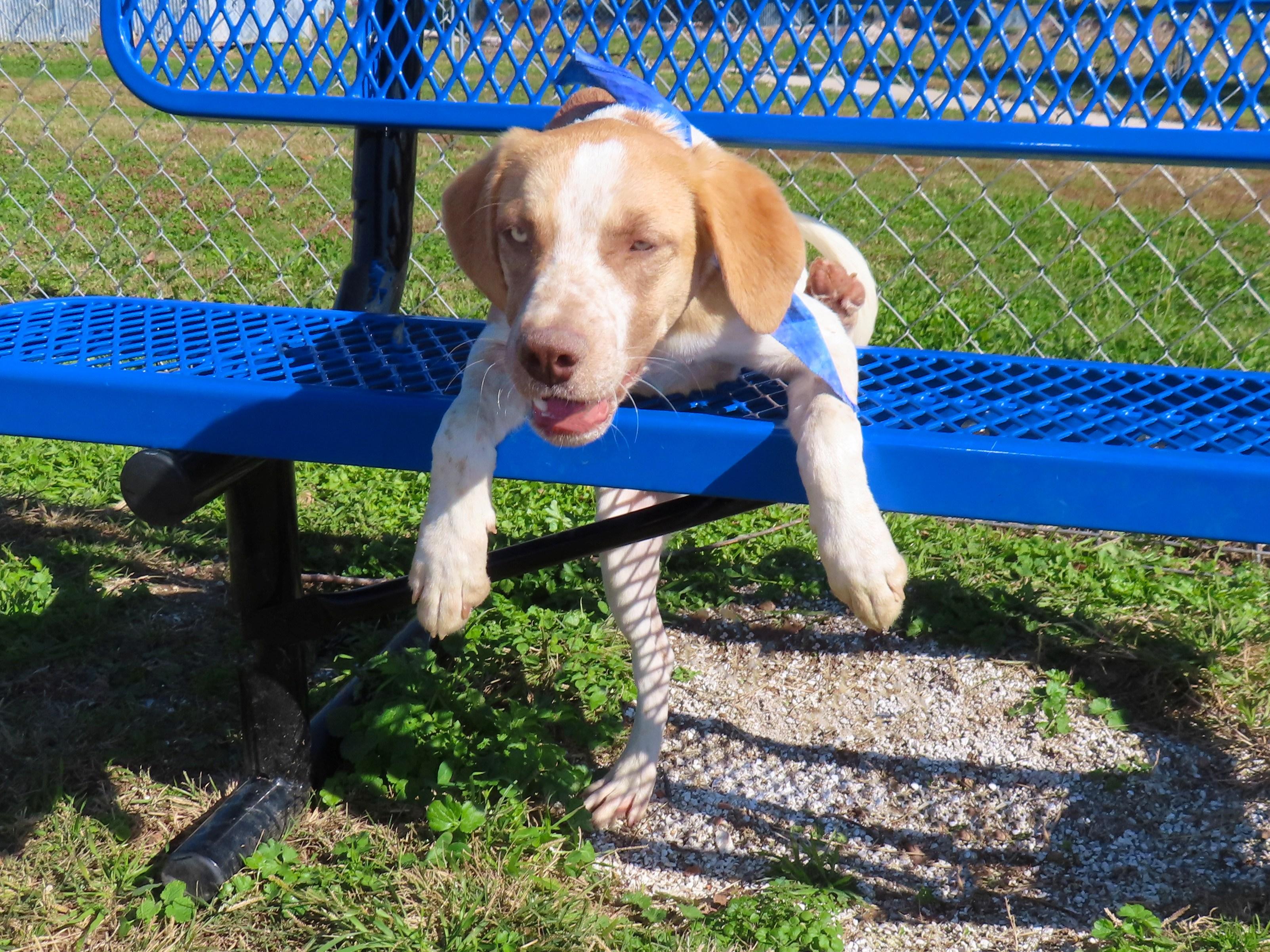 Brit  Cc thumbnail 4