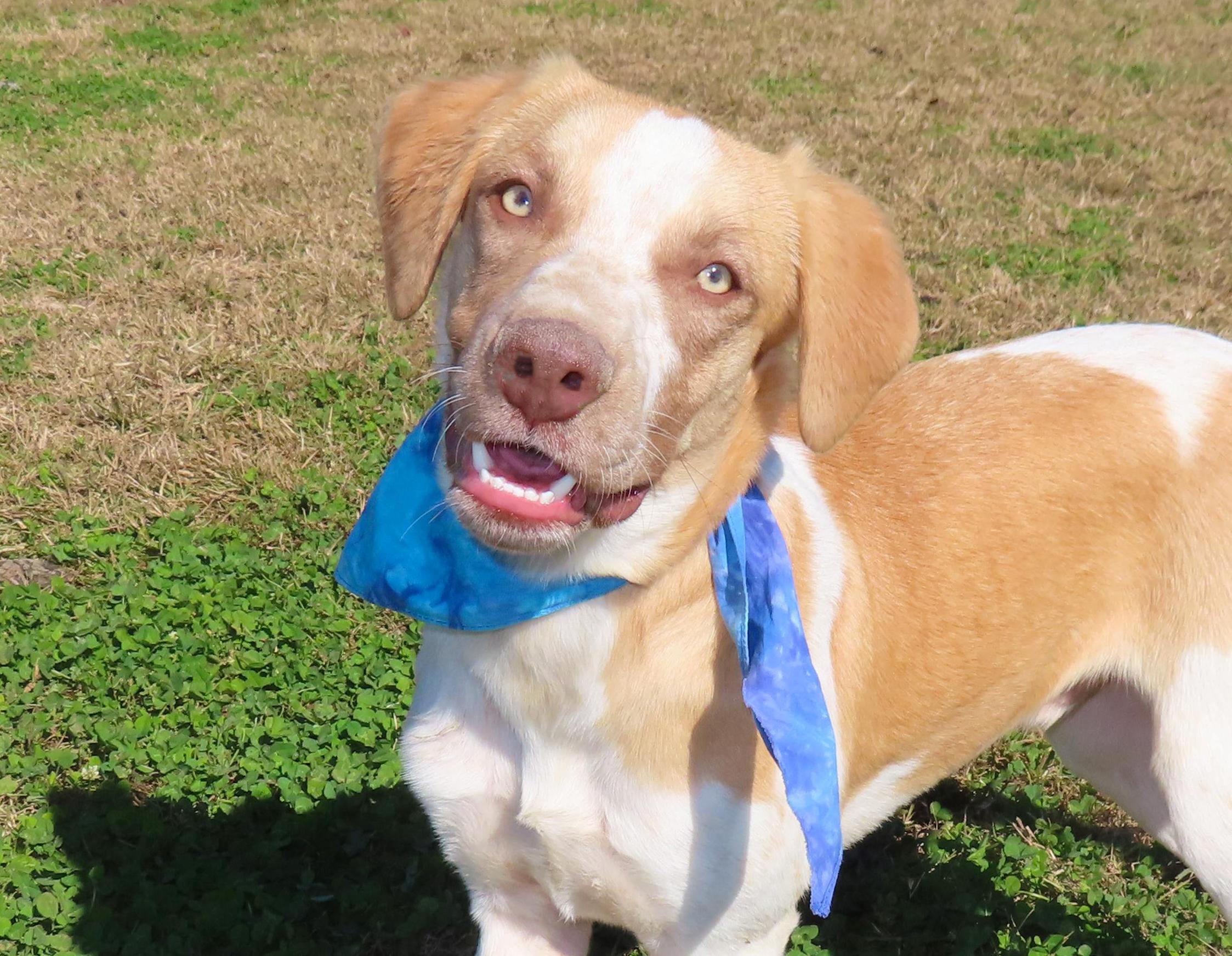 Brit 25C-279C, Adoptable, Young Male English Pointer.