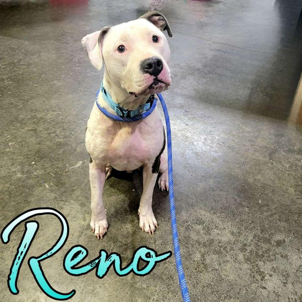 Reno, a Adoptable mixed breed in Hillsboro, OH image 1/3