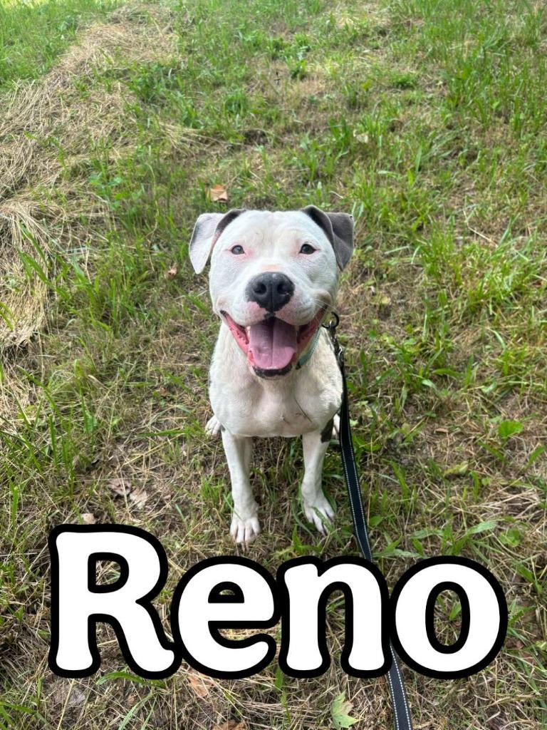 Reno, a Adoptable mixed breed in Hillsboro, OH image 2/3