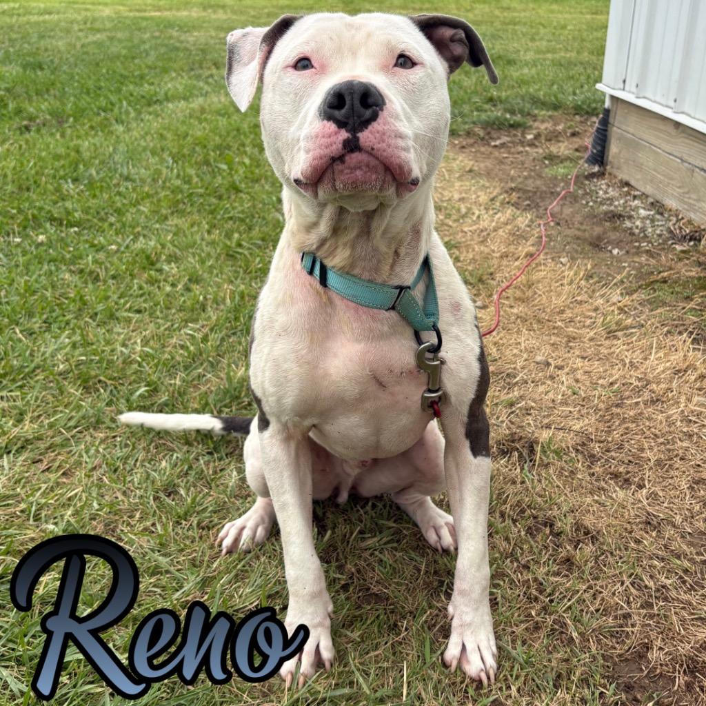 Reno, a Adoptable mixed breed in Hillsboro, OH image 3/3