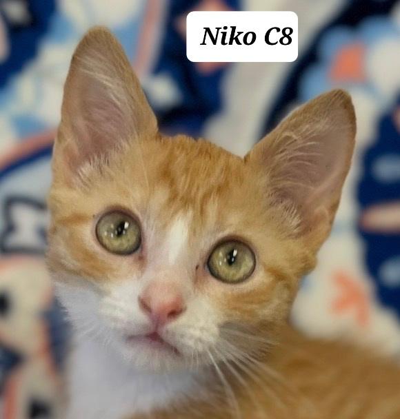 Enlarge Niko, a ADOPTABLE Domestic Short Hair in Morganton, NC image 1/1