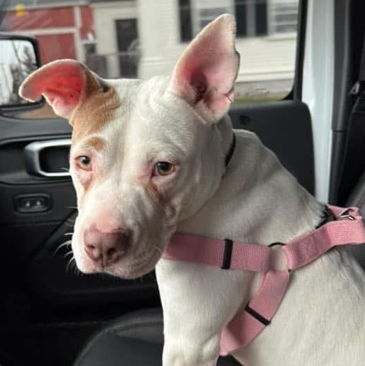 Joy, a Adoptable mixed breed in Cumberland, RI image 5/6