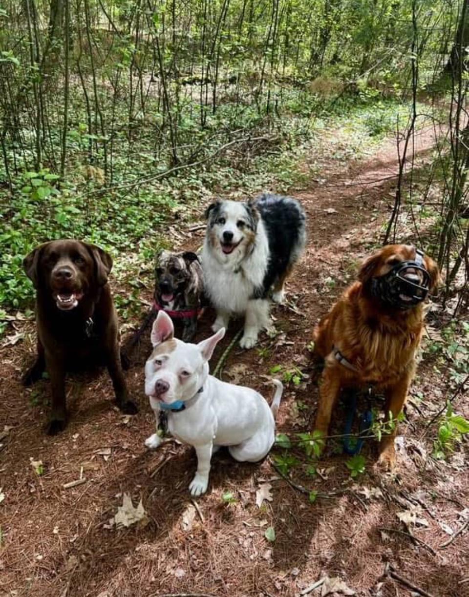 Joy, a Adoptable mixed breed in Cumberland, RI image 4/6