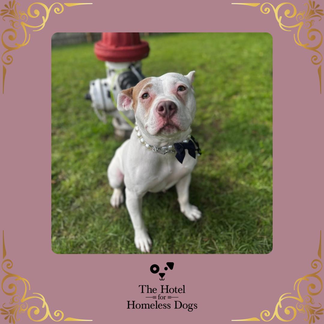 Joy, Adoptable, Adult Female American Staffordshire Terrier & Mixed Breed.