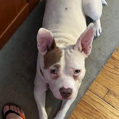 Joy, a Adoptable mixed breed in Cumberland, RI image 2/6