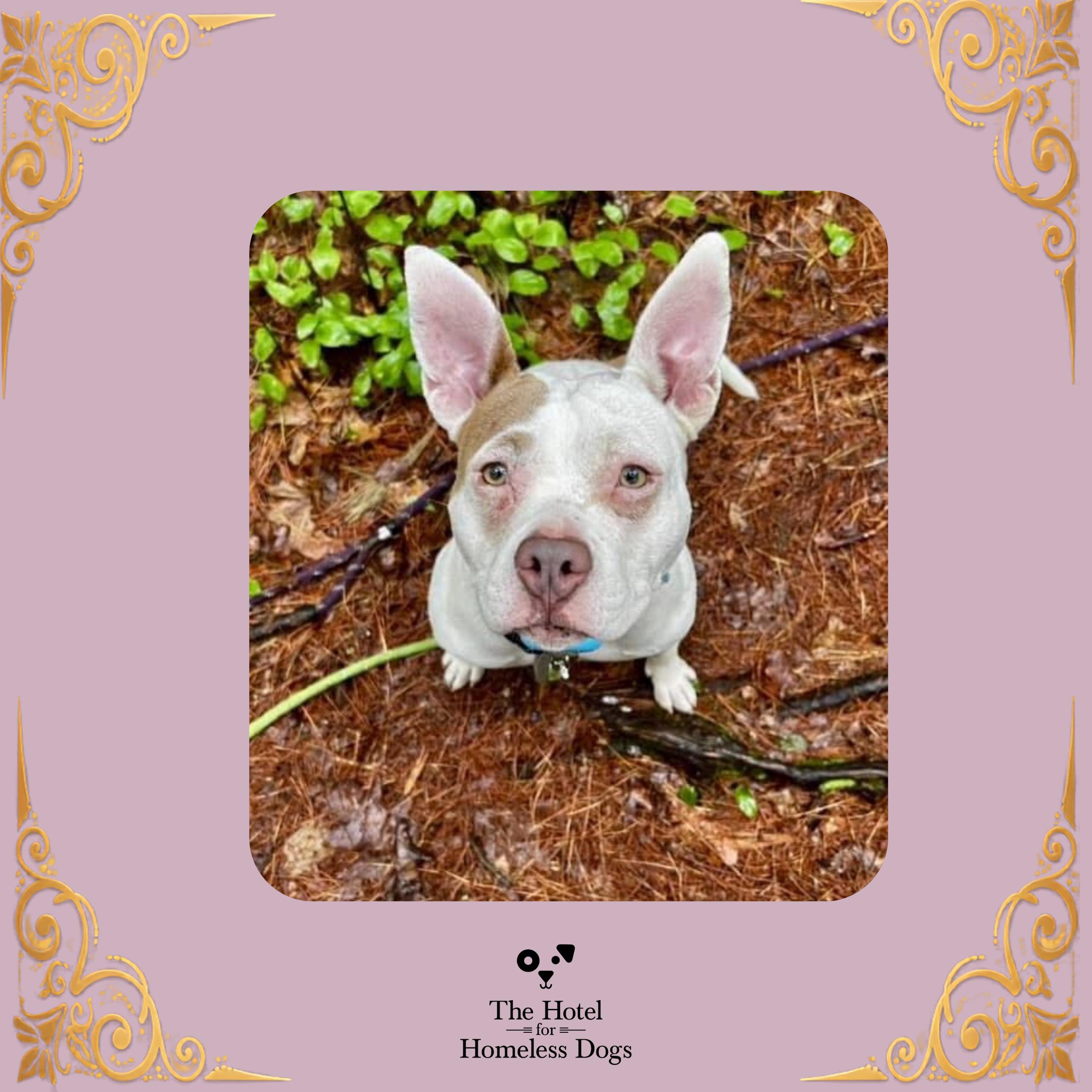 Joy, Adoptable, Adult Female American Staffordshire Terrier & Mixed Breed.