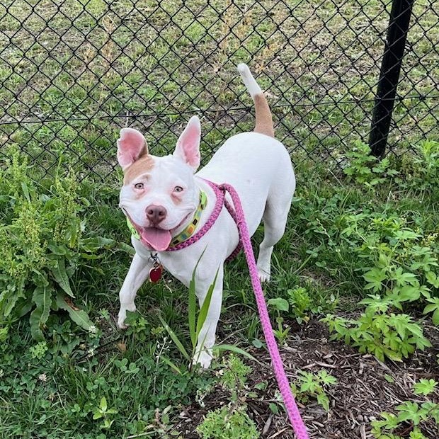 Joy, a Adoptable mixed breed in Cumberland, RI image 3/6