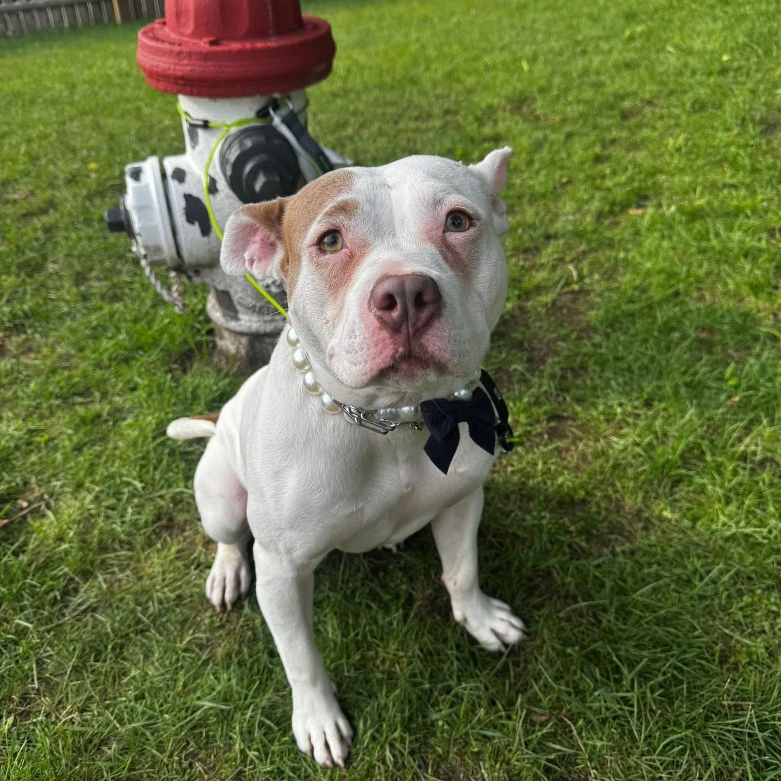 Joy, a Adoptable mixed breed in Cumberland, RI image 6/6
