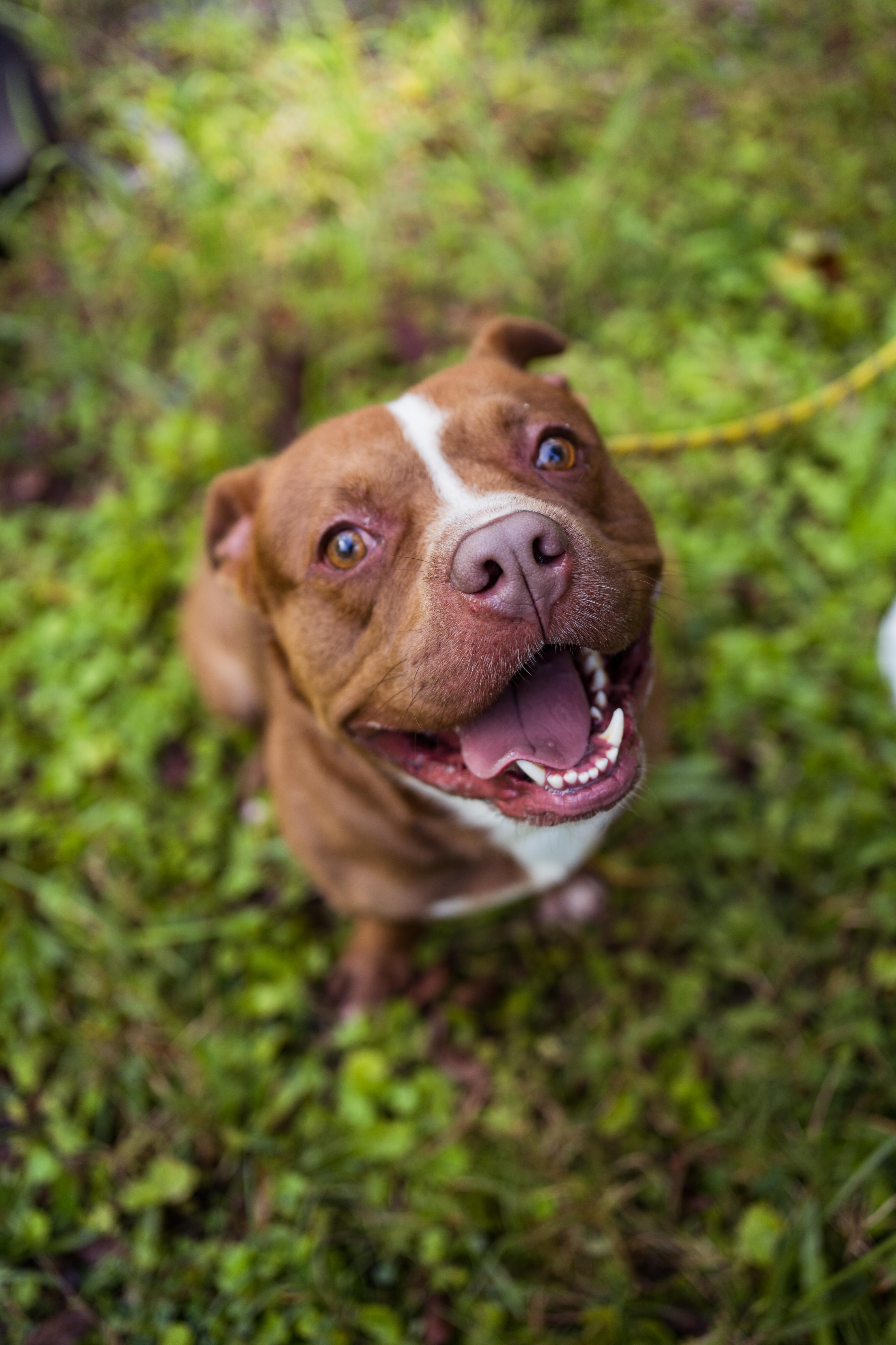 Enlarge Short Stack, a Adoptable mixed breed in Petersburg, VA image 5/6