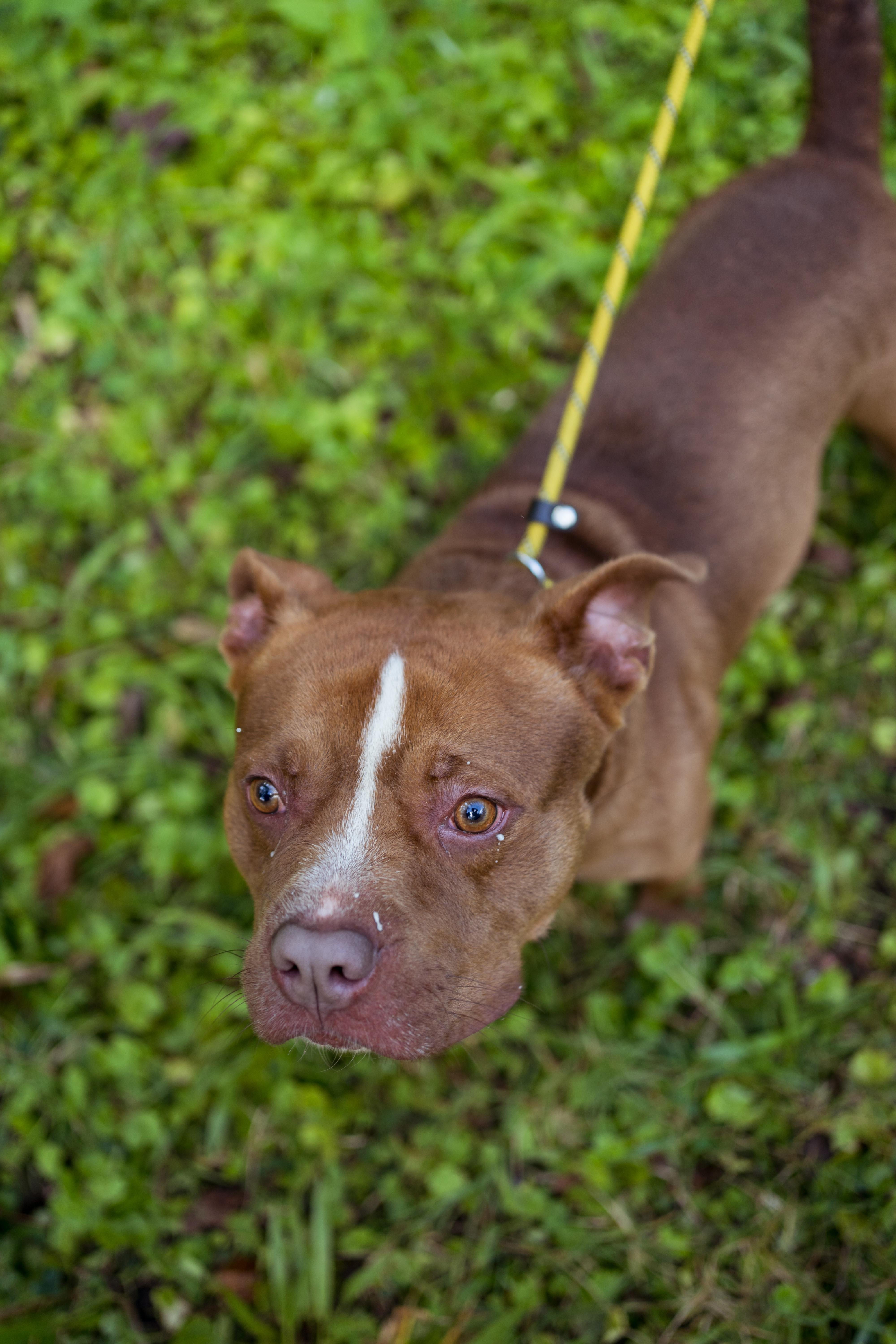 Enlarge Short Stack, a Adoptable mixed breed in Petersburg, VA image 1/6