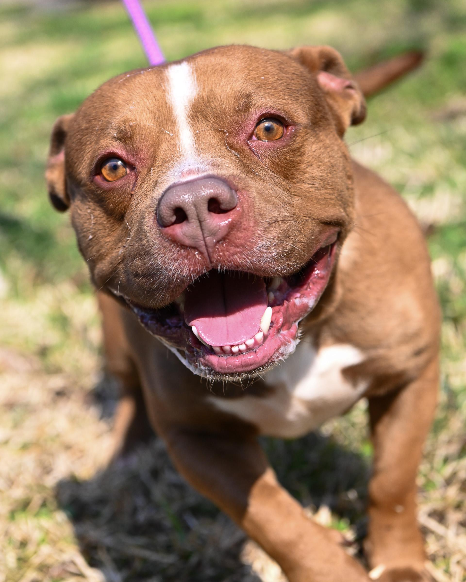 Enlarge Short Stack, an adopted mixed breed in Petersburg, VA image 2/6