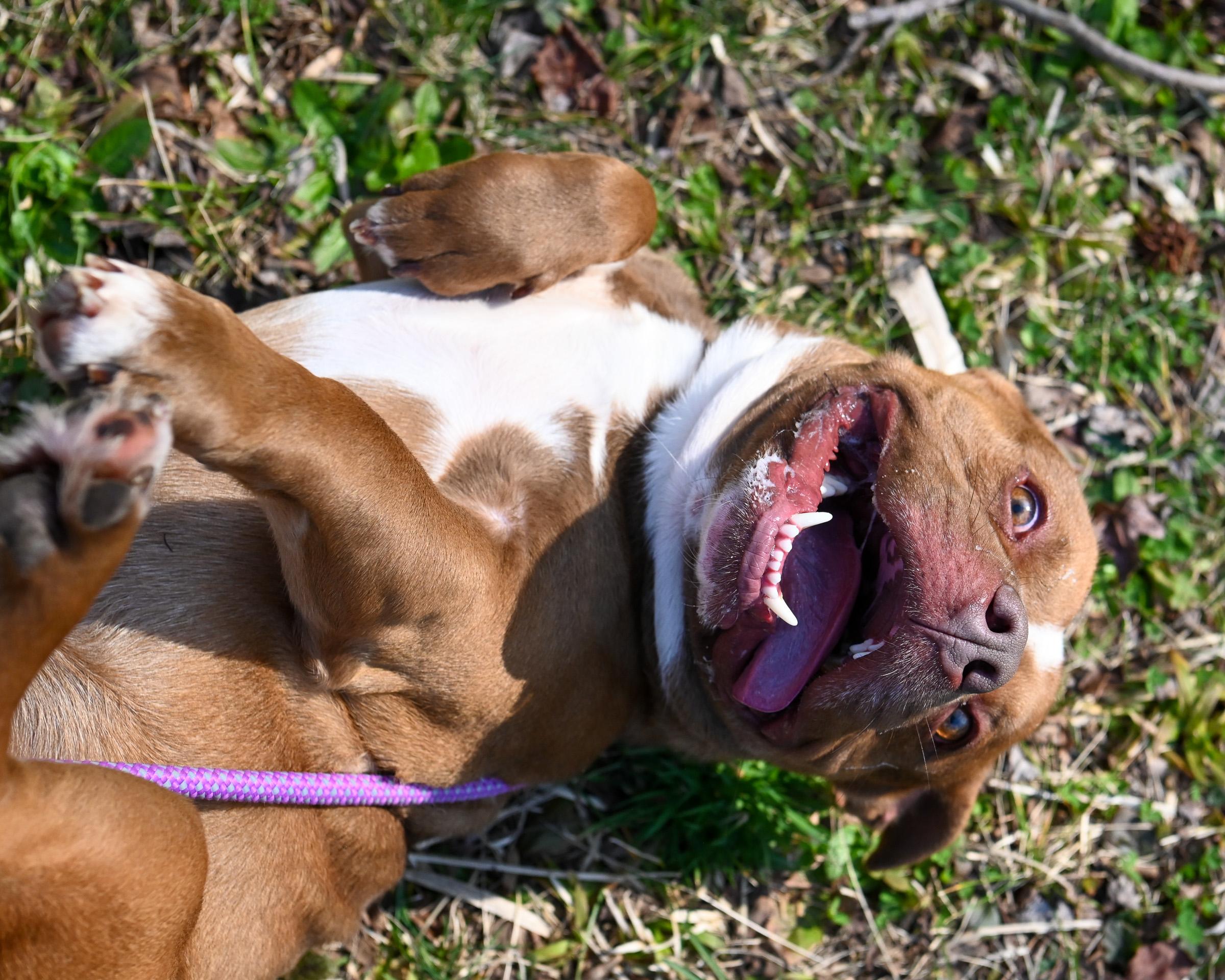 Enlarge Short Stack, an adopted mixed breed in Petersburg, VA image 3/6