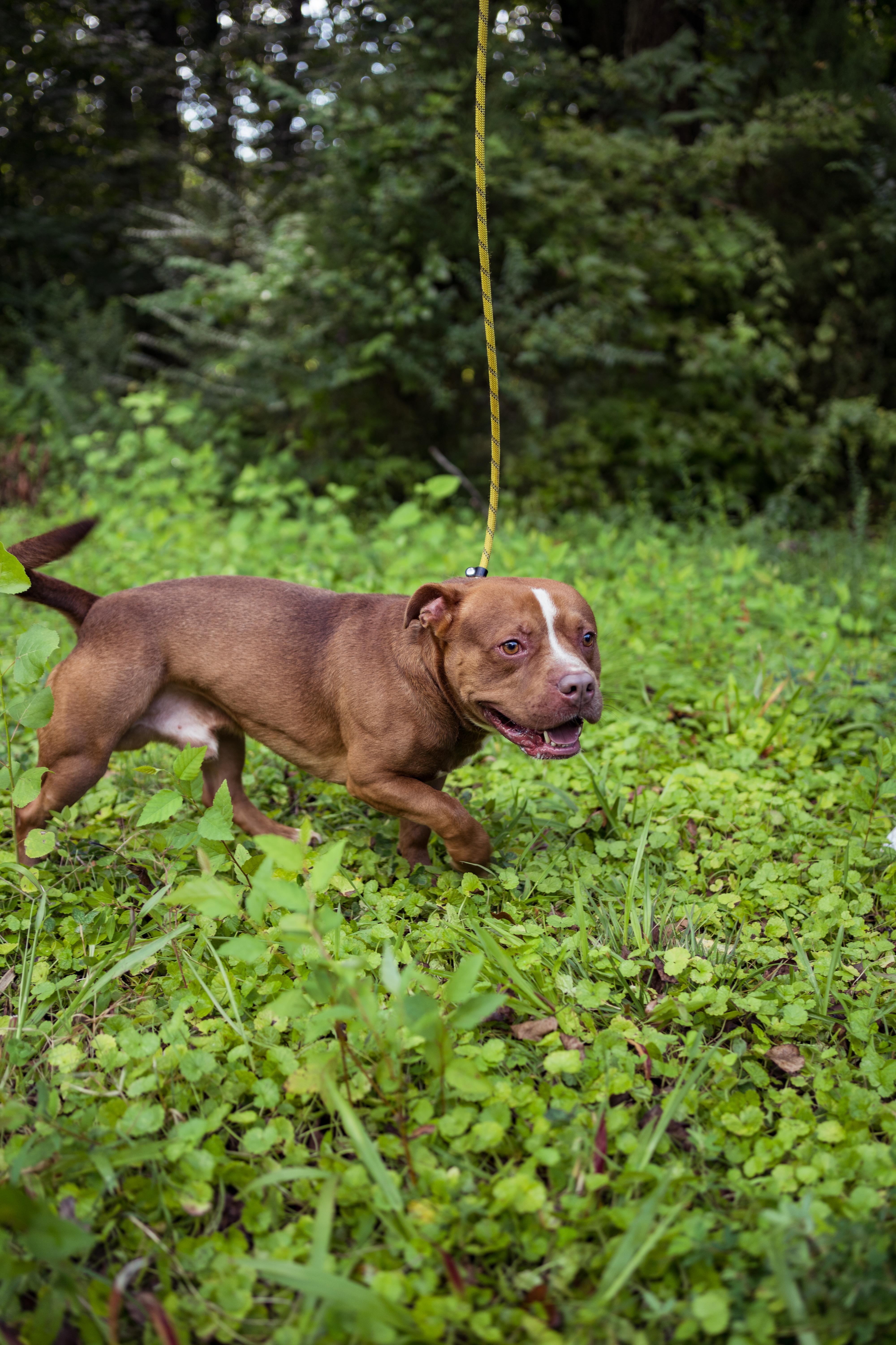 Enlarge Short Stack, a Adoptable mixed breed in Petersburg, VA image 4/6