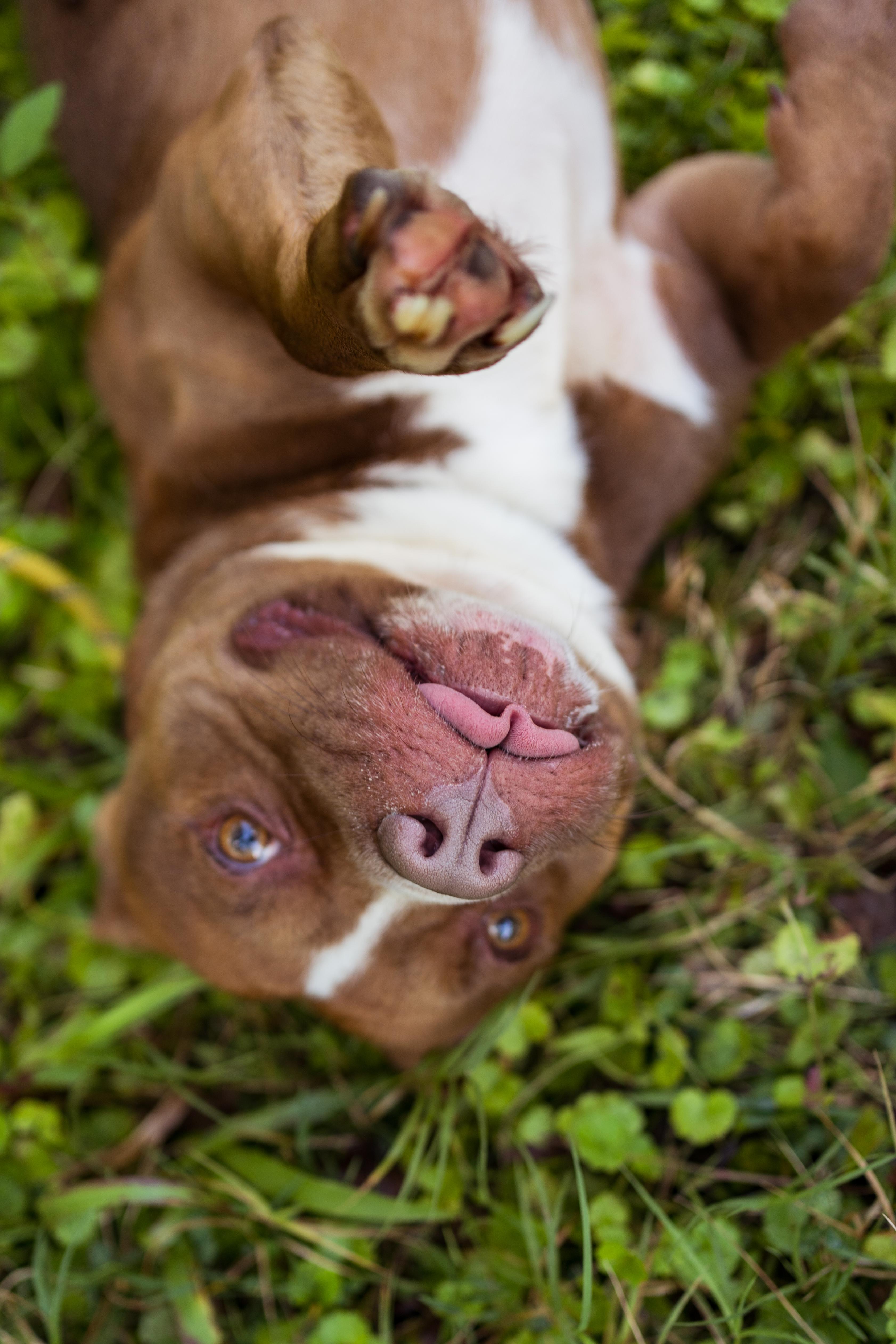 Enlarge Short Stack, a Adoptable mixed breed in Petersburg, VA image 2/6