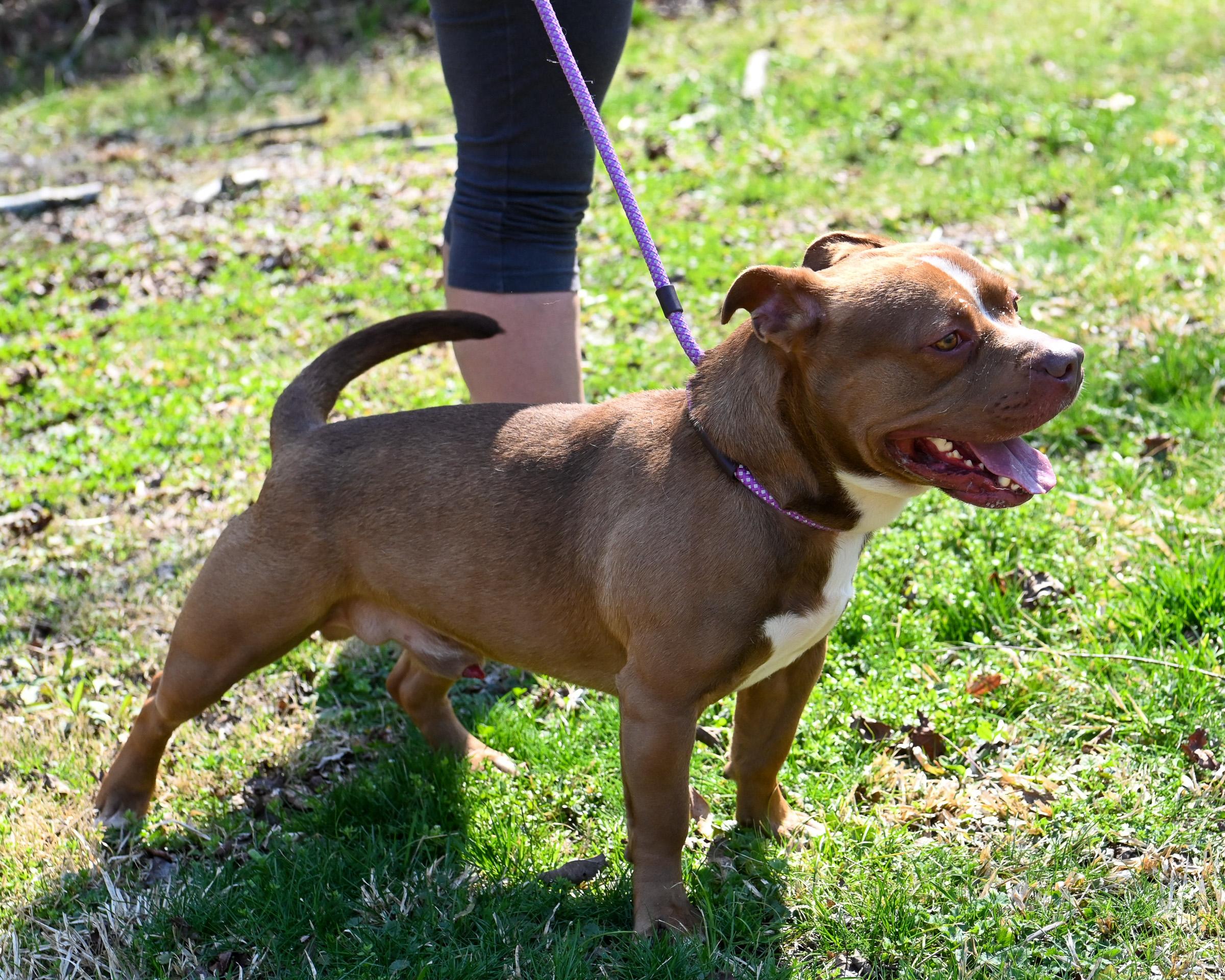 Enlarge Short Stack, an adopted mixed breed in Petersburg, VA image 5/6